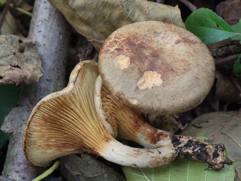 Paxillus olivellus